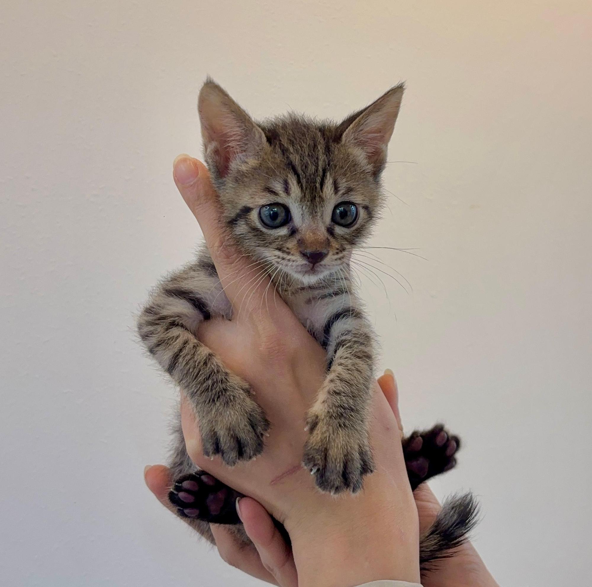 보호중 한국 고양이…